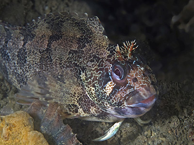 Gehoornde slijmvis. Foto M. Haarsma